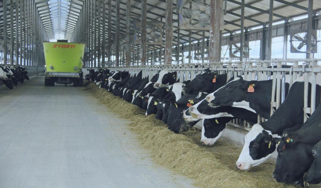 北京大學(xué)南南合作與發(fā)展學(xué)院教授、全球伙伴關(guān)系主任周詠梅一行蒞臨花花牛平輿瑞亞牧業(yè)參觀調(diào)研