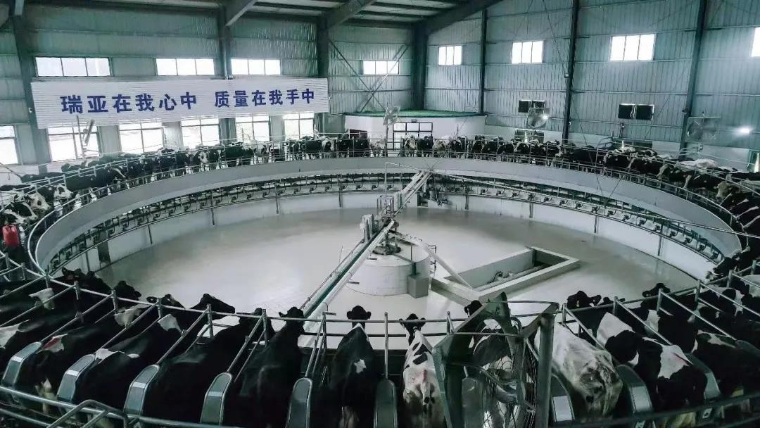 花花牛丨國家奶牛產(chǎn)業(yè)技術(shù)體系首席科學(xué)家、中國農(nóng)業(yè)大學(xué)教授李勝利一行蒞臨花花牛魯山瑞亞參觀調(diào)研