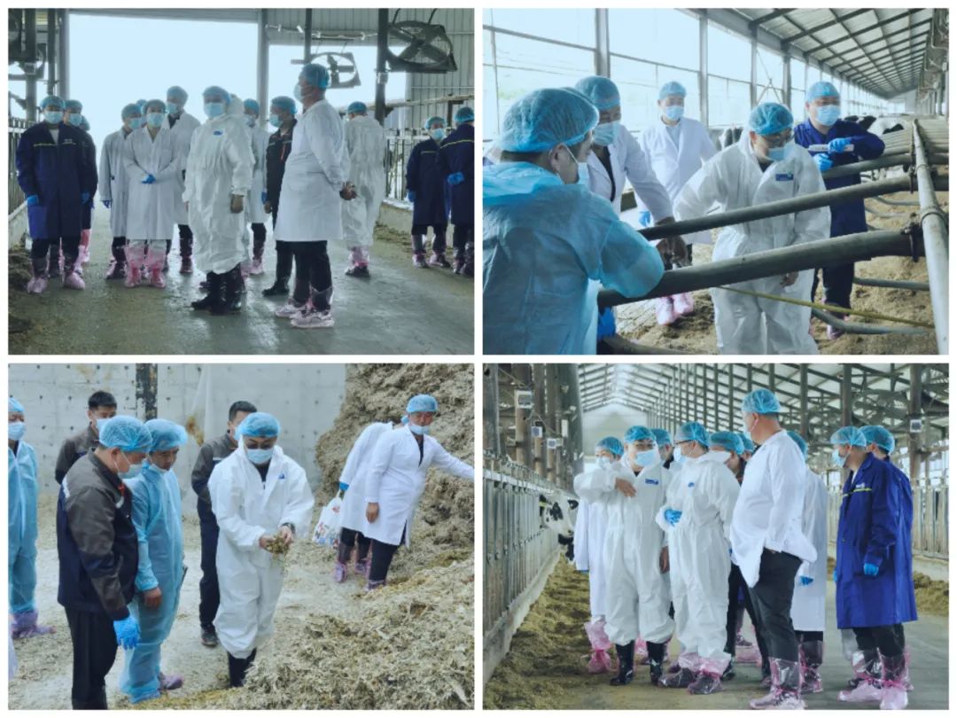 花花牛丨國家奶牛產(chǎn)業(yè)技術(shù)體系首席科學(xué)家、中國農(nóng)業(yè)大學(xué)教授李勝利一行蒞臨花花牛魯山瑞亞參觀調(diào)研