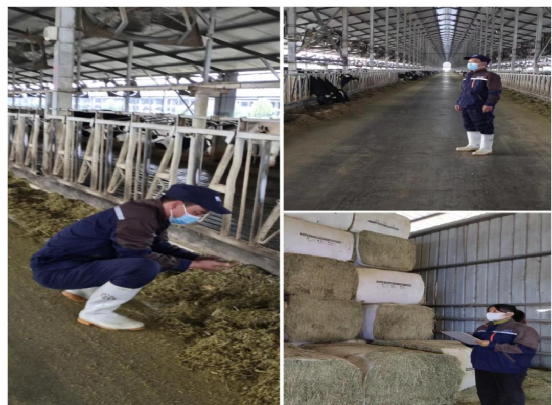 花花牛丨點點微光匯星河——養(yǎng)殖事業(yè)部抗疫保生產(chǎn)側記