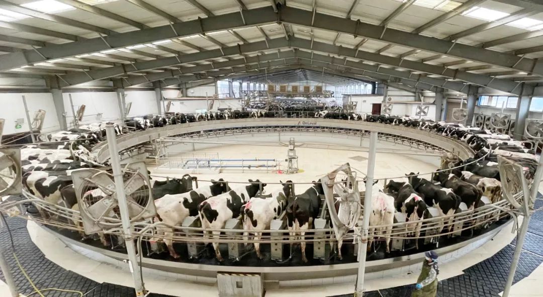 凝心聚力·贏創(chuàng)未來 | 花花牛乳業(yè)集團(tuán)召開營銷、養(yǎng)殖及飼料經(jīng)營工作會議