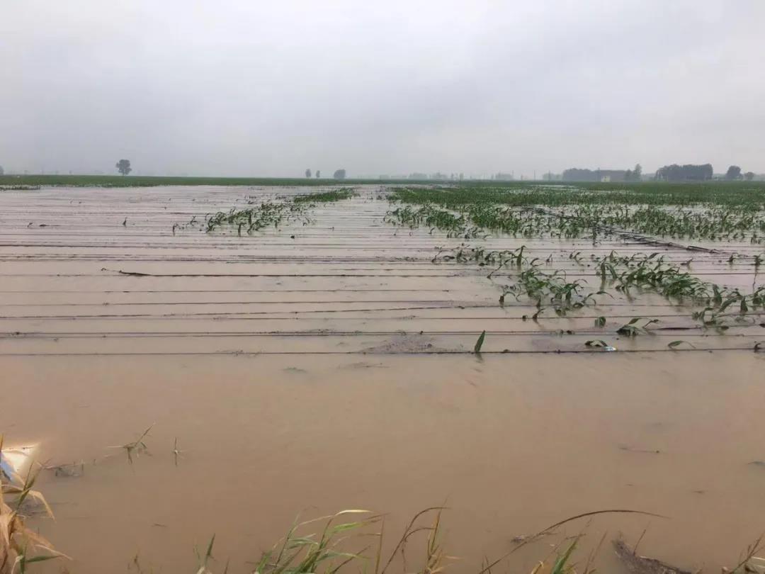 【乳報·聚焦】“豫”難而上的中原牛人“太中了”！