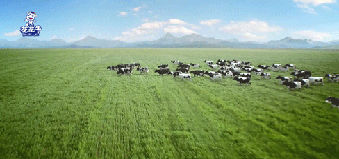 榮譽 | “百家牛場青貯質(zhì)量評鑒活動”花花牛新蔡瑞亞牧業(yè)、河南合源乳業(yè)分別榮獲一、三等獎