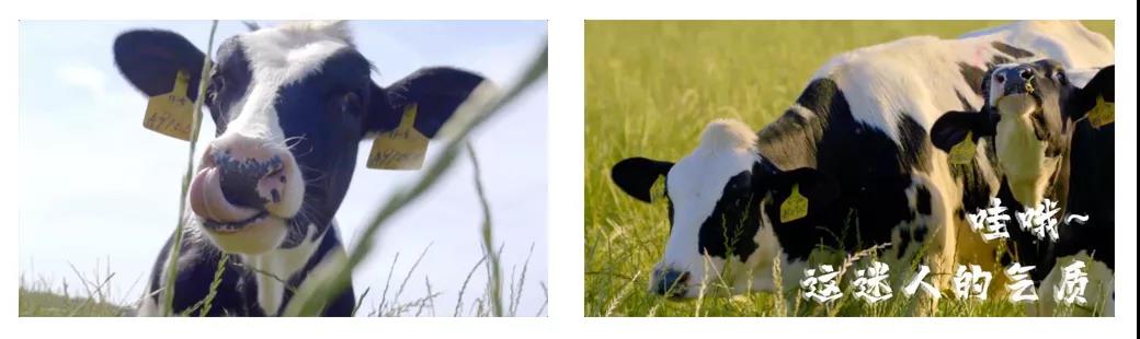 榮譽 | 2019年度河南省美麗牧場名單新鮮出爐 花花牛乳業(yè)集團旗下六個牧場榜上有名 榮譽 | 2019年度河南省美麗牧場名單新鮮出爐 花花牛乳業(yè)集團旗下六個牧場榜上有名