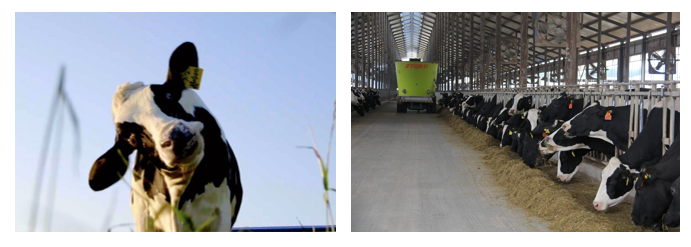 榮譽 | 2019年度河南省美麗牧場名單新鮮出爐 花花牛乳業(yè)集團旗下六個牧場榜上有名 榮譽 | 2019年度河南省美麗牧場名單新鮮出爐 花花牛乳業(yè)集團旗下六個牧場榜上有名