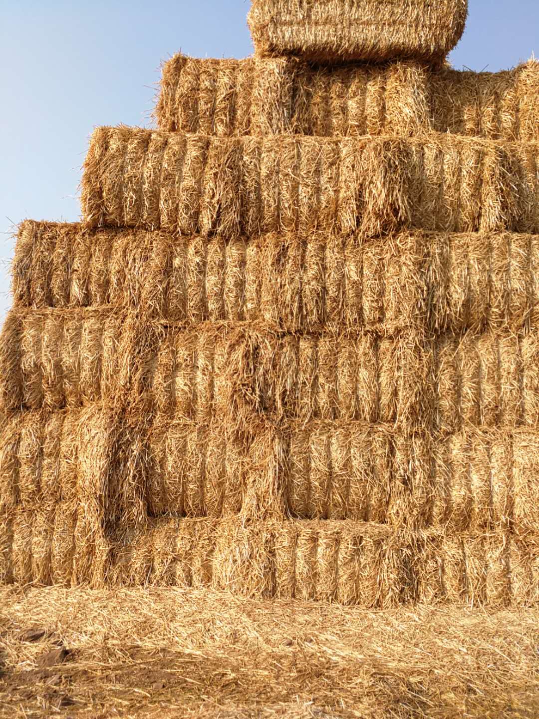 河南花花牛乳業(yè)集團股份有限公司 2020年小麥秸稈訂單采購信息 河南花花牛乳業(yè)集團股份有限公司 2020年小麥秸稈訂單采購信息