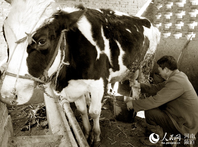 河南第一瓶消毒牛奶:從“奢侈品”到日常飲品 河南第一瓶消毒牛奶:從“奢侈品”到日常飲品