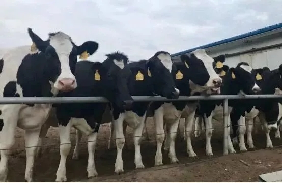 省委書記王國生到河南花花牛乳業(yè)集團(tuán)·新蔡瑞亞牧業(yè)有限公司調(diào)研 省委書記王國生到河南花花牛乳業(yè)集團(tuán)·新蔡瑞亞牧業(yè)有限公司調(diào)研