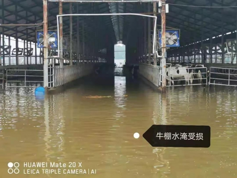 【乳報(bào)·聚焦】“豫”難而上的中原牛人“太中了”！