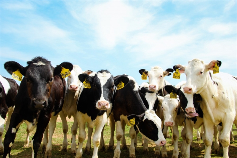 養(yǎng)殖事業(yè)部兩個牧場獲農業(yè)部標準化示范場稱號